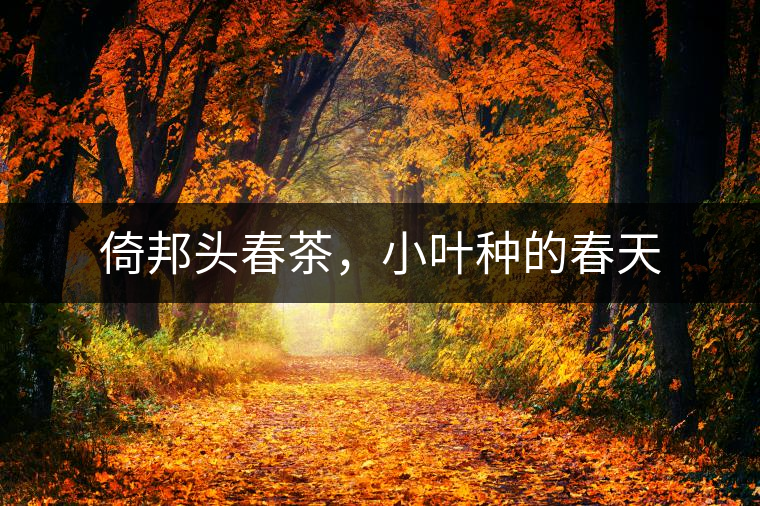 倚邦頭春茶，小葉種的春天