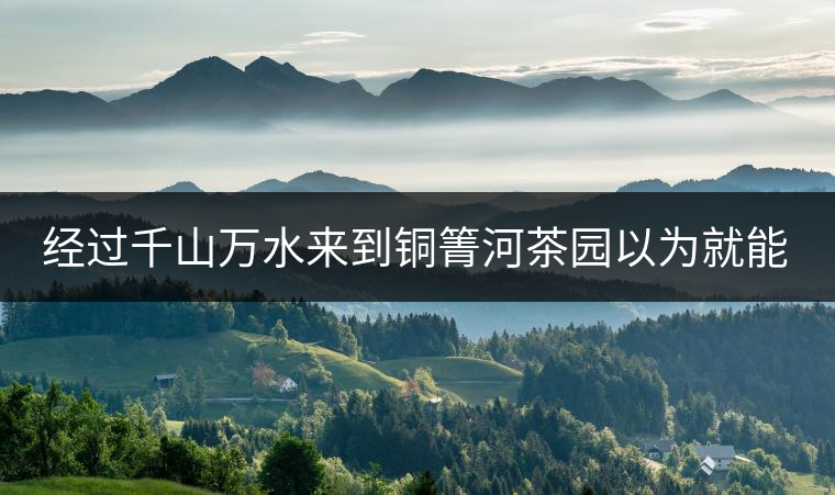 經(jīng)過千山萬水來到銅箐河茶園以為就能收到茶了？