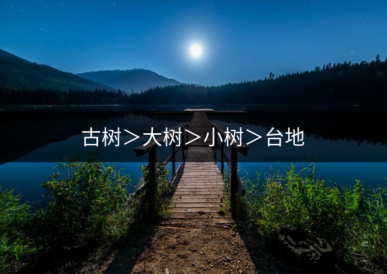 古樹＞大樹＞小樹＞臺地