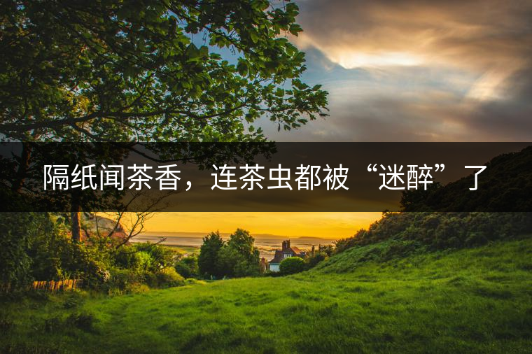 隔紙聞茶香，連茶蟲都被“迷醉”了