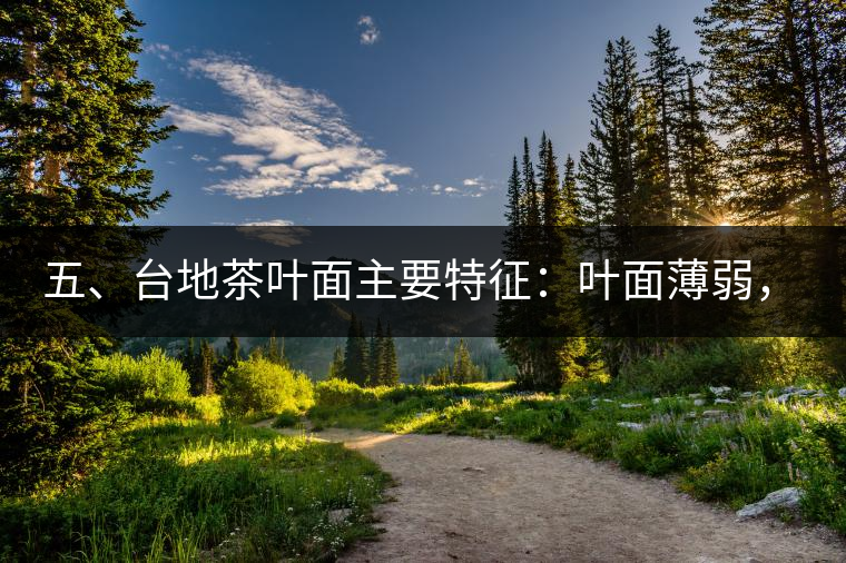 五、臺(tái)地茶葉面主要特征：葉面薄弱，如薄紙易折;沖泡之后無(wú)力恢復(fù)彈性，甚至多次沖泡也不能展開(kāi)，葉子愈薄愈差。