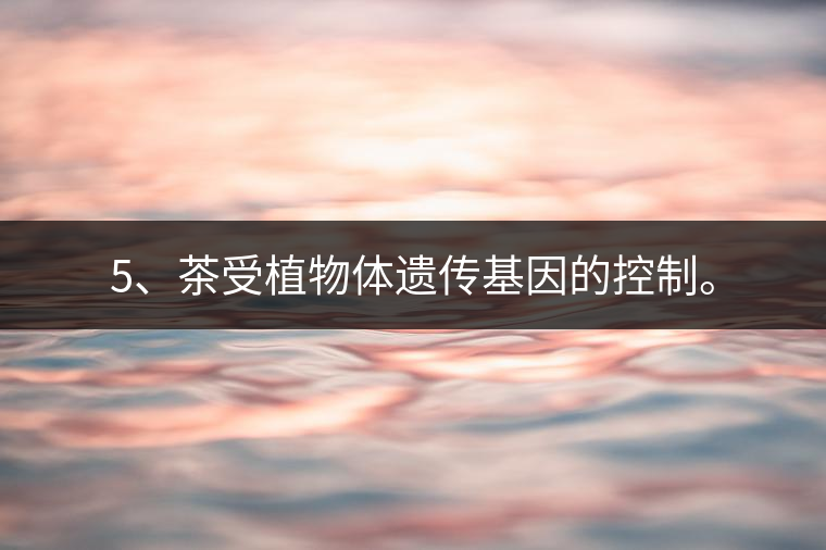 5、茶受植物體遺傳基因的控制。