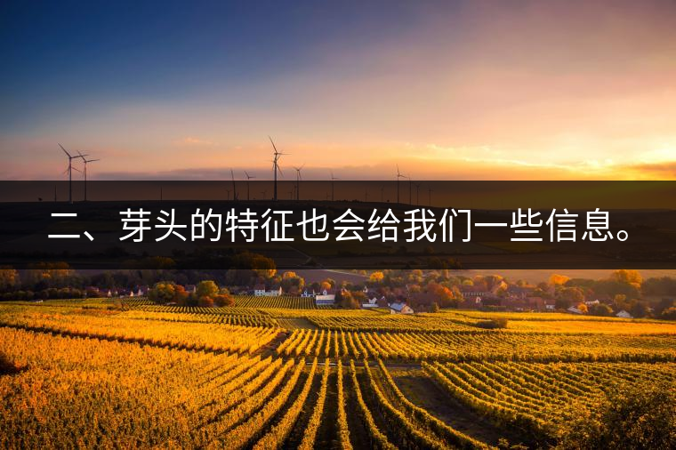 二、芽頭的特征也會(huì)給我們一些信息。