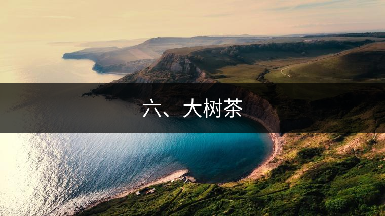 六、大樹(shù)茶