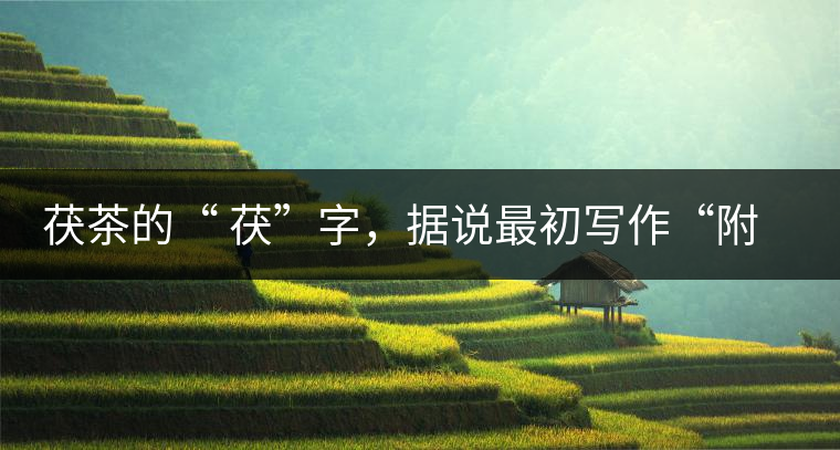 茯茶的“ 茯”字，據(jù)說最初寫作“附”，意思就是非“正”品，次等貨。茯磚茶選料多用質(zhì)地很老的茶葉，加上茶梗與枝葉拼配。陳化后，性溫，有著獨特的營養(yǎng)價值，更有助于幫助消化去膩。有些時候，茶傳播也有尷尬的時候，今天中原大地流行喝陳茶的時候，這個地方卻開始喝新茶。喝也喝出問題來，磚茶不適合品新，因為老枝葉含氟高的緣故，許多牧民甚至氟中毒，國家正在著手解決這一問題。但從根本上來說，還是需要消費者回到自己的傳統(tǒng)，把茶葉的儲藏習(xí)慣繼續(xù)保留。