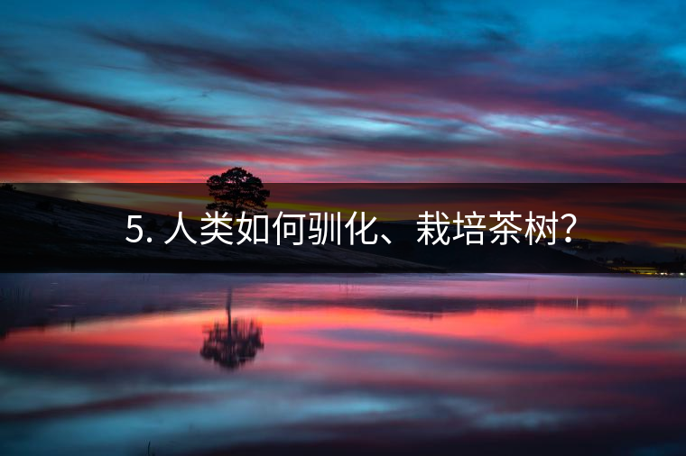 ??5. 人類如何馴化、栽培茶樹？