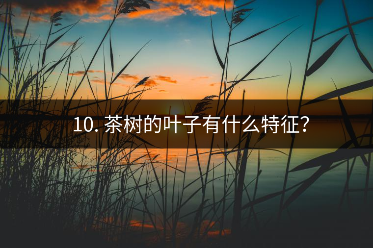 ? 10. 茶樹的葉子有什么特征？