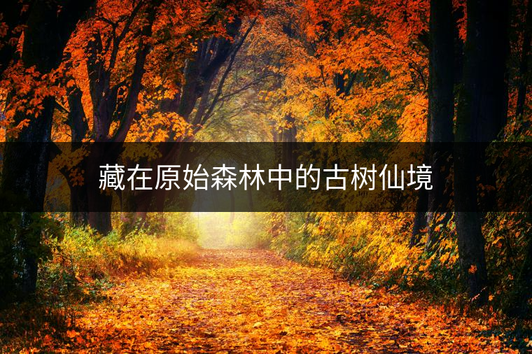 藏在原始森林中的古樹仙境