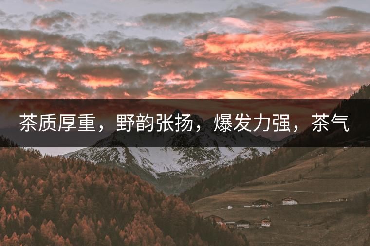 茶質(zhì)厚重，野韻張揚(yáng)，爆發(fā)力強(qiáng)，茶氣十足
