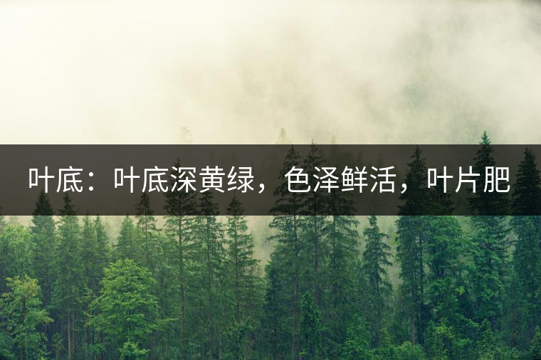 葉底：葉底深黃綠，色澤鮮活，葉片肥厚，梗莖肥壯，而且非常柔韌。