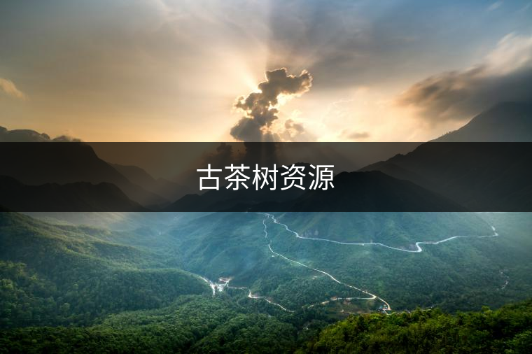古茶樹(shù)資源