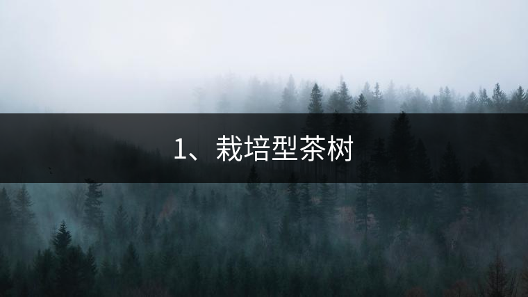 1、栽培型茶樹