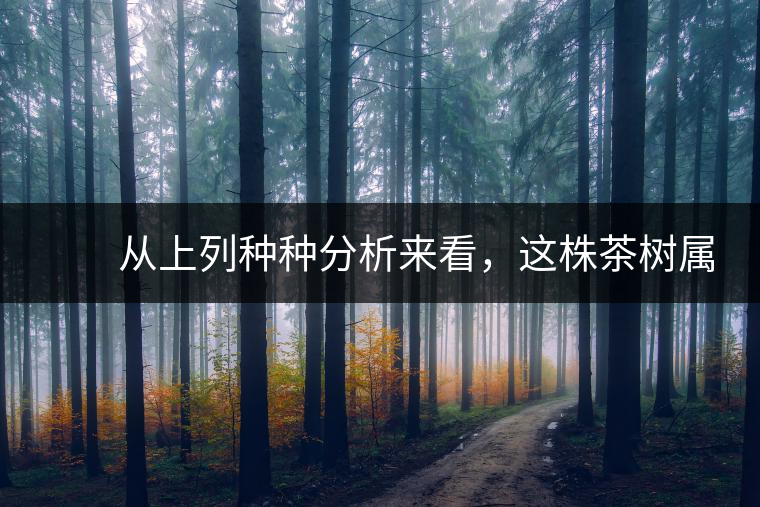 　　從上列種種分析來看，這株茶樹屬野生類型應無疑問。