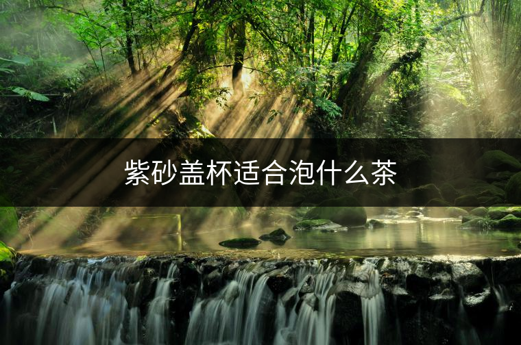 紫砂蓋杯適合泡什么茶