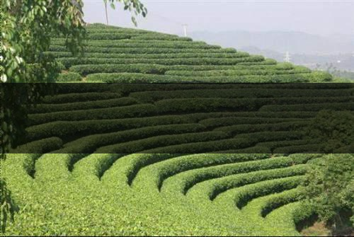 云南茶業(yè)概況簡單介紹（一講）