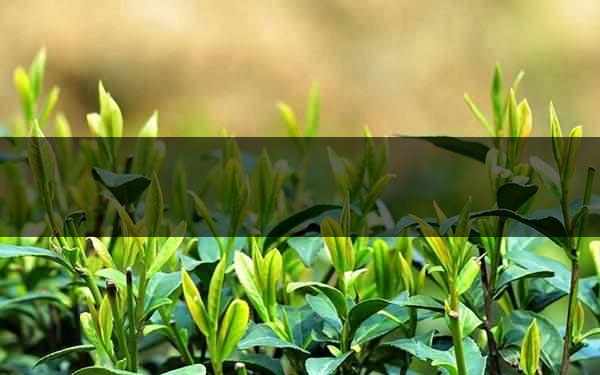 不同的身體癥狀分別該喝什么茶？