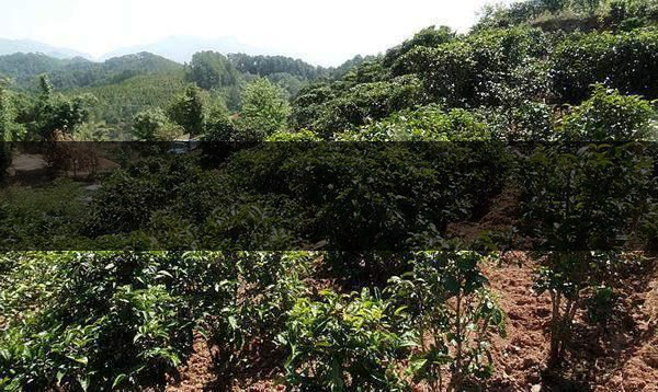 云南省鎮(zhèn)沅縣茶業(yè)概況簡述（第三講）