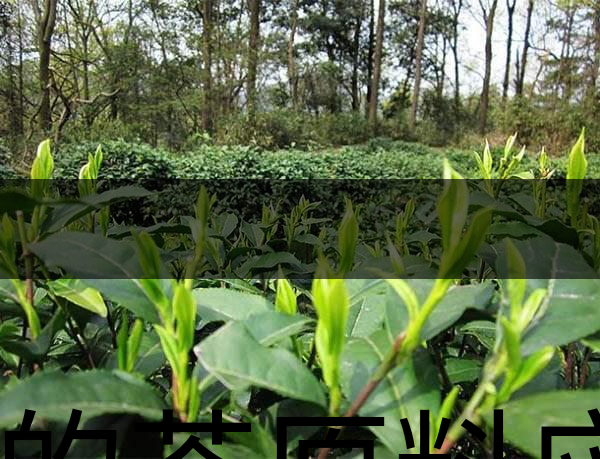 好的茶原料應(yīng)具備的幾個(gè)必要條件？