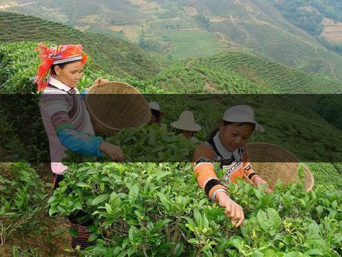 云南省麗江市茶業(yè)概況簡述