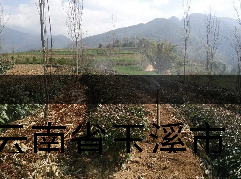 云南省玉溪市新平縣茶業(yè)概況簡述 云南省玉溪市新平縣茶業(yè)概況簡述