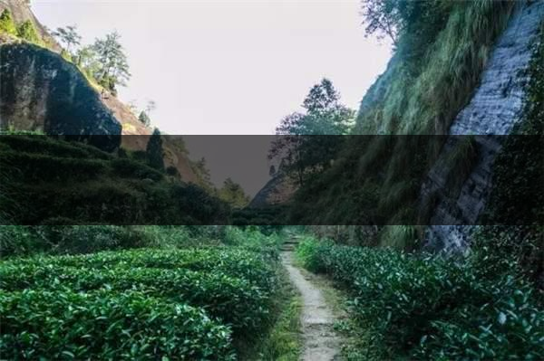 喝武夷山巖茶的香，什么是工藝香？-4