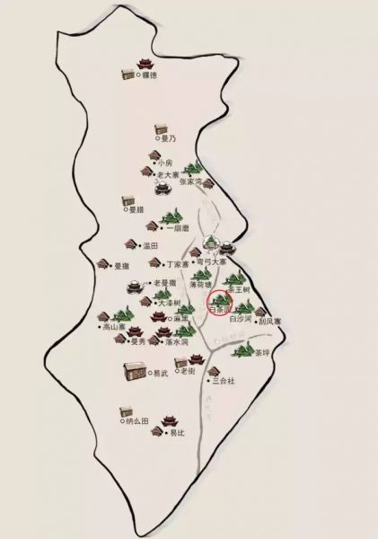 易武白茶園——白茶古樹(shù)