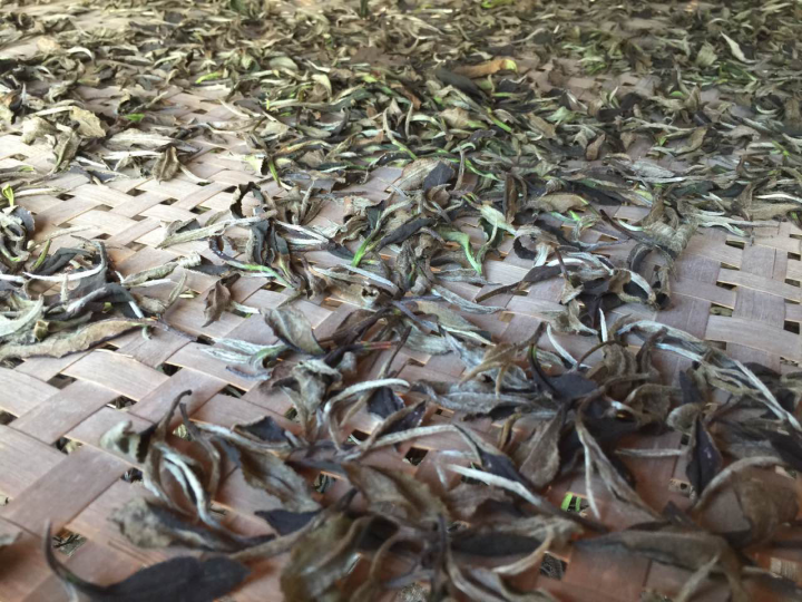 2020年普洱春茶的故事你想好了嗎？