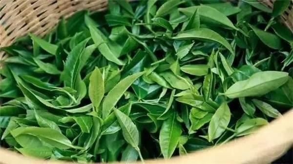 2021年曼秀古樹茶，易武的超級(jí)黑馬