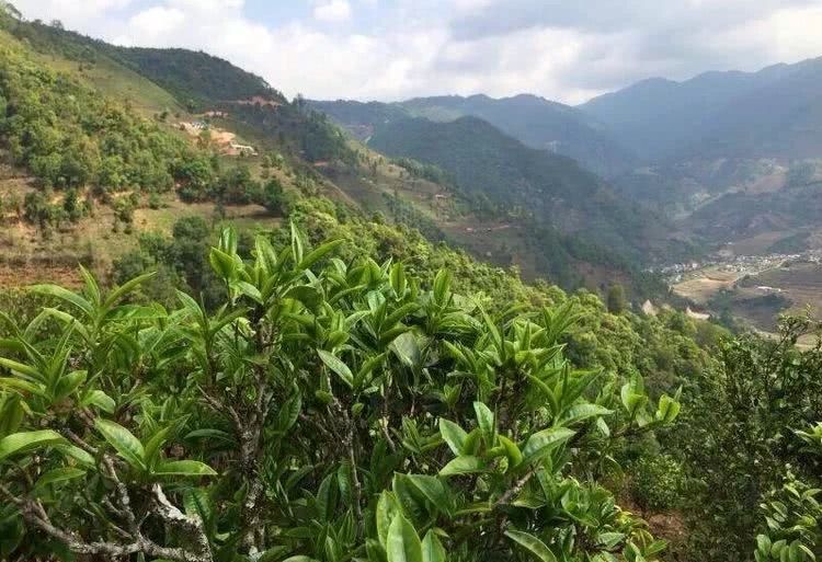 2021年冰島秋茶，你所需要知道的七個(gè)事實(shí)