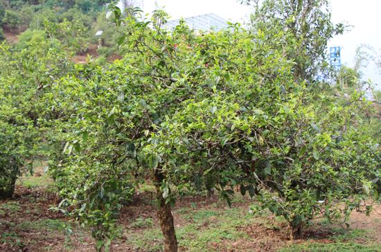 2021年冰島古樹秋茶價(jià)格，歷史價(jià)格