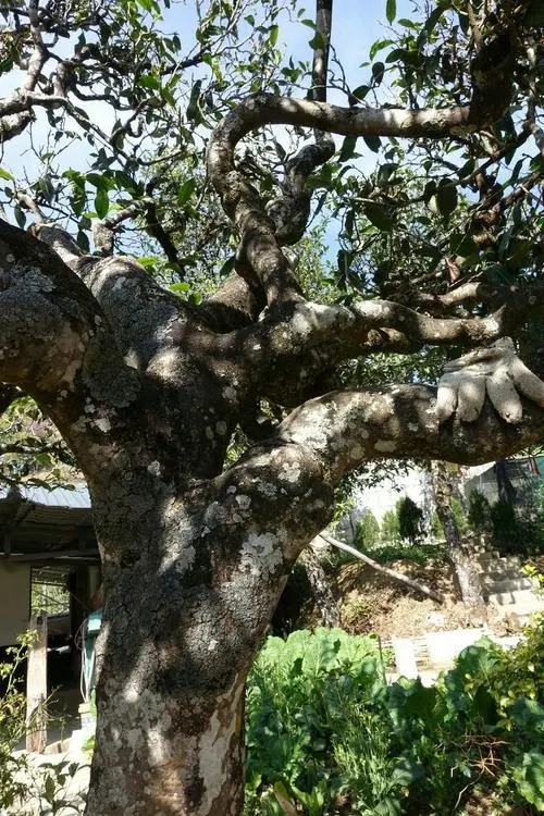 2021年冰島秋茶為何也受喜愛？