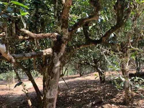 2021年磨烈古樹秋茶特點(diǎn)？