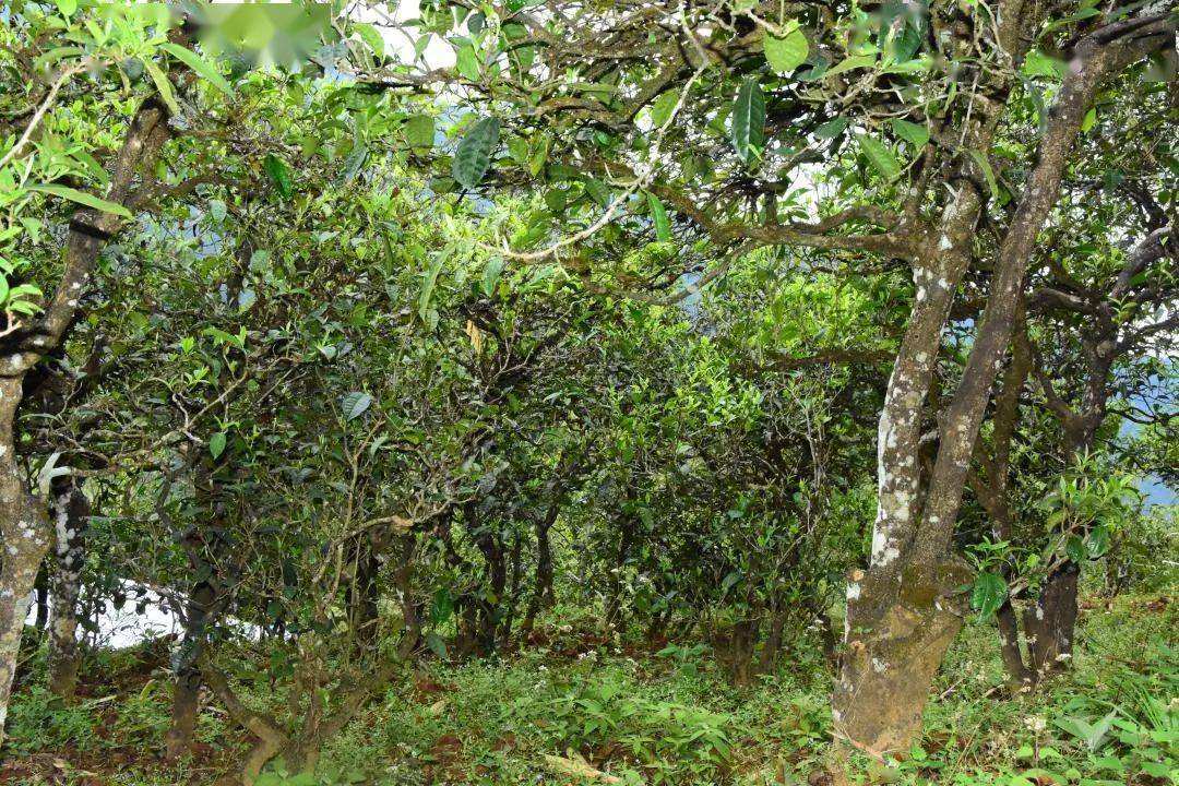 2021年磨烈古樹秋茶會(huì)是趕超冰島的存在嗎？