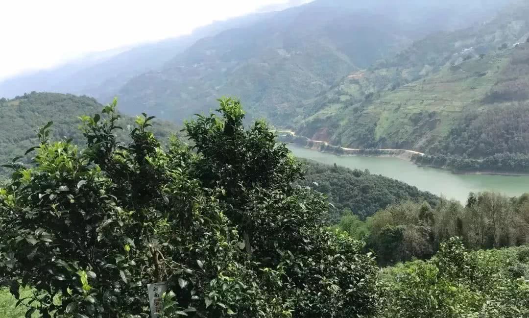 2021年單論茶氣，冰島也不如它-磨烈古樹秋