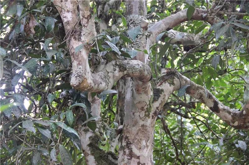 2021小戶賽古樹秋茶與冰島茶哪里不一樣？