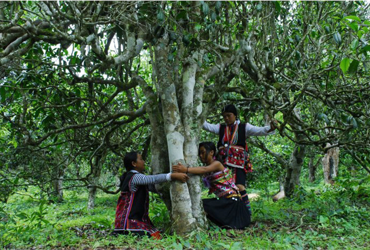 2021年大戶賽古樹秋茶品鑒！