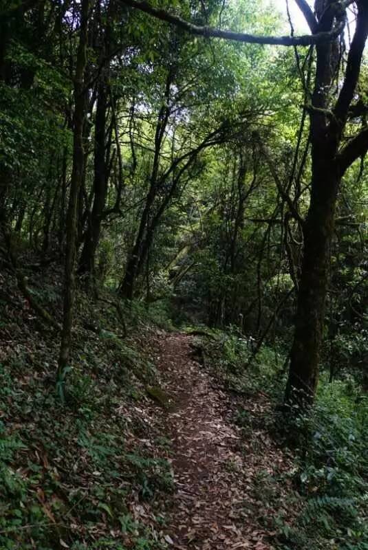 2021年大戶賽古樹秋茶價(jià)格是多少？