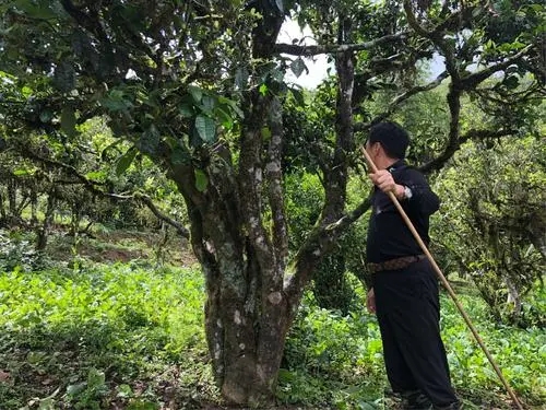 2021年大雪山古樹秋茶特點(diǎn)？