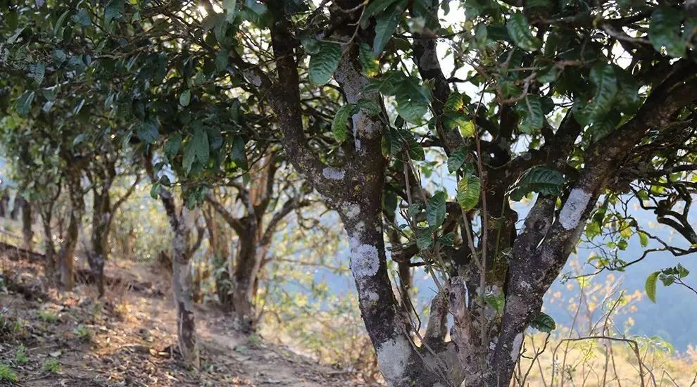 2021年大雪山古樹秋茶口感品鑒？