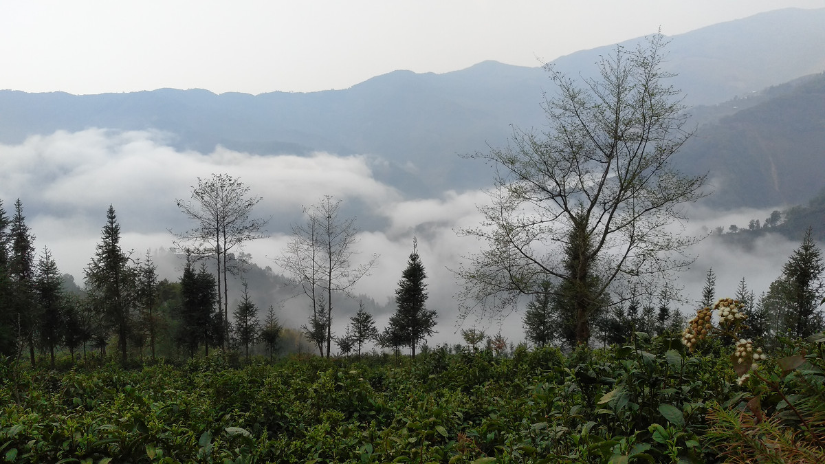 2021年大雪山古樹秋茶價(jià)格是多少？