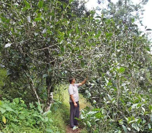 2021壩糯古樹(shù)秋茶藤條茶！不是樹(shù)種，而是這樣形成的！