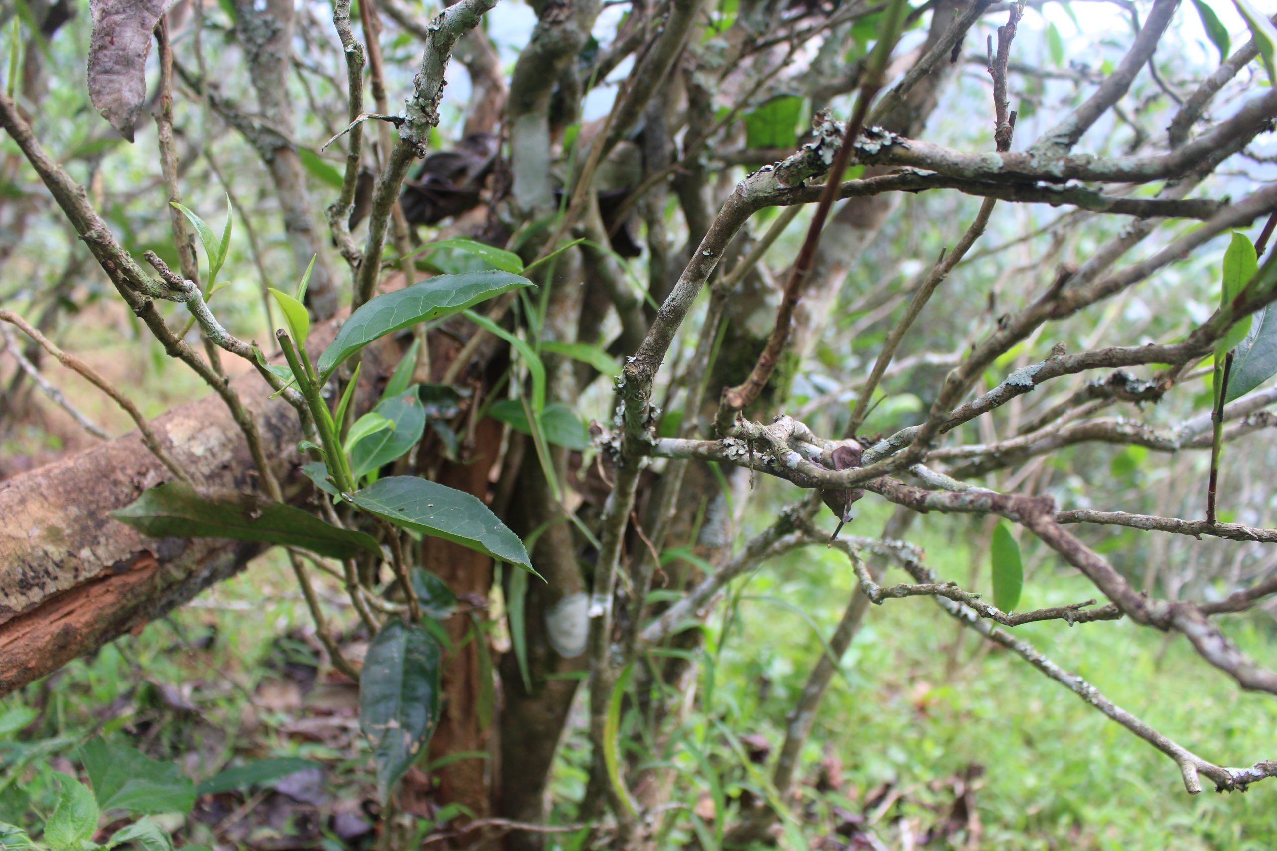 2021年壩糯古樹秋茶價(jià)格多少？