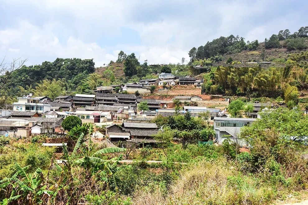 2021年正氣塘古樹秋茶特點(diǎn)是什么？