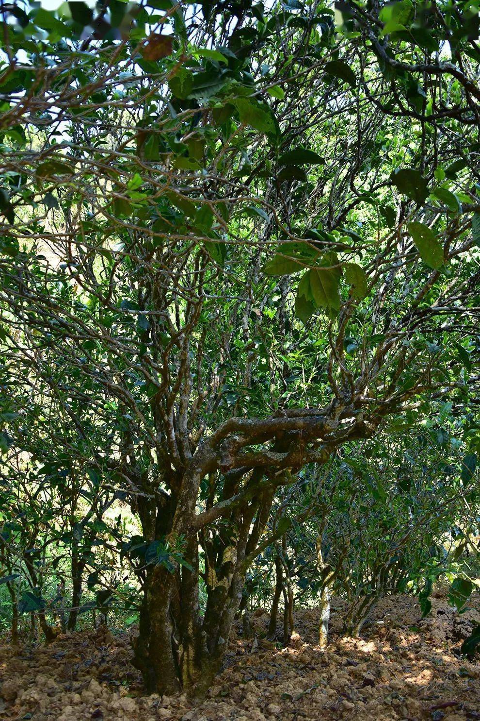 2021年正氣塘古樹秋茶口感是什么？