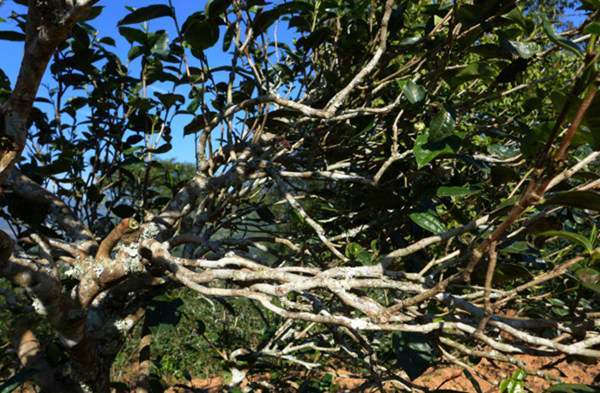 2021年正氣塘古樹秋茶花蜜香氣盈盈，冰糖甜韻深邃！