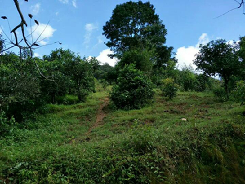 2021年冰島南迫古樹秋茶特點(diǎn)？