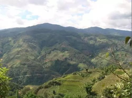 2021年冰島南迫古樹(shù)秋茶價(jià)格是多少？