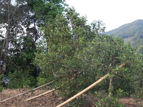 2021年冰島壩歪古樹秋茶茶園詳解！