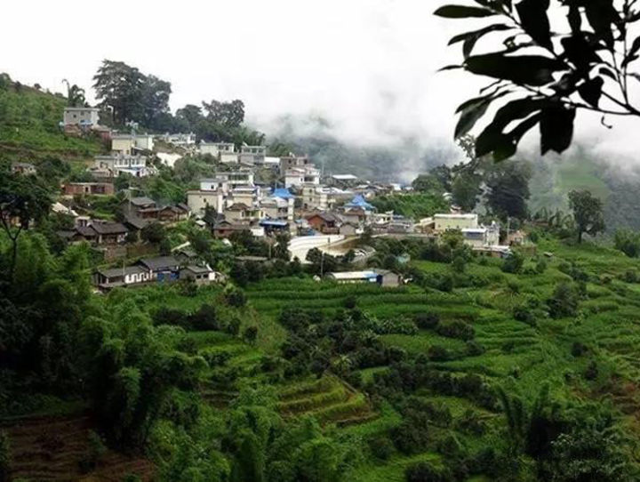 2021年冰島壩歪古樹秋茶口感？