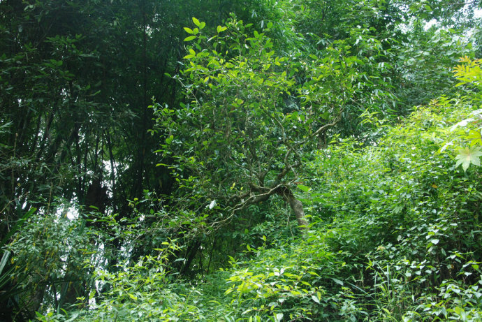 2021年冰島糯伍古樹秋茶| 甜出新高度，融在心底間~